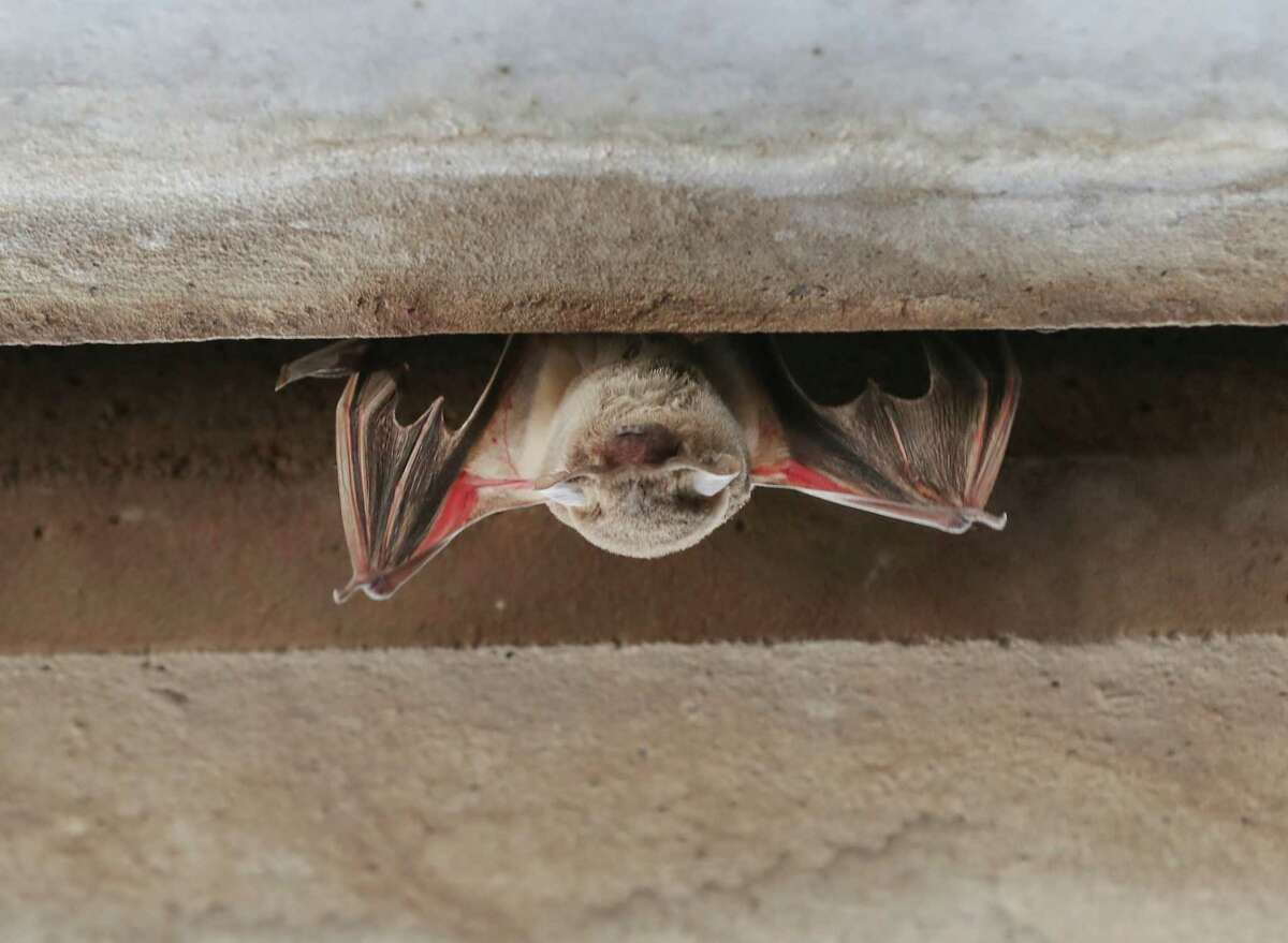 Freeze kills off many of Houston’s Waugh Bridge bats