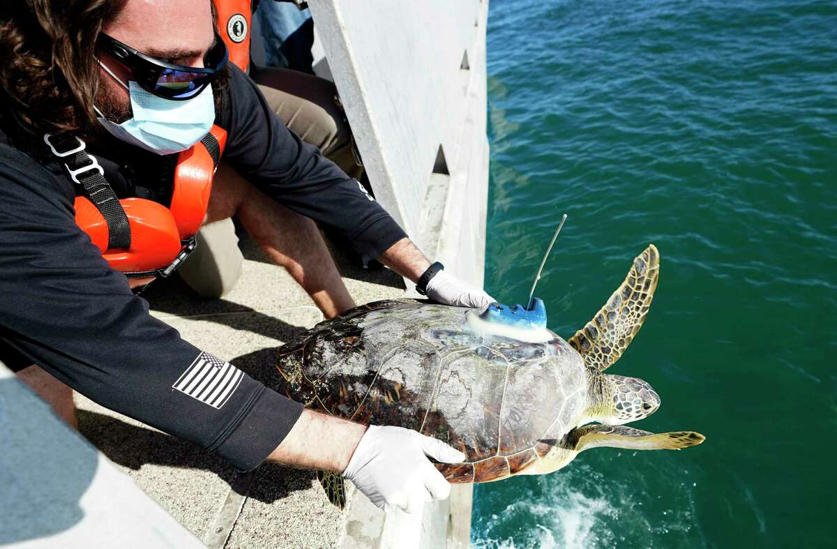 Rob Perkins, a research assistant at Texas A&M Galveston's Gulf Center for Sea Turtle Research, releases a green sea turtle into the Gulf from aboard the TAMUG’s Research Vessel Trident Monday, Feb. 22, 2021 in Galveston. The center has been rehabilitating turtles that were stunned by the cold weather. Twenty-five will be released back into the gulf on Monday.