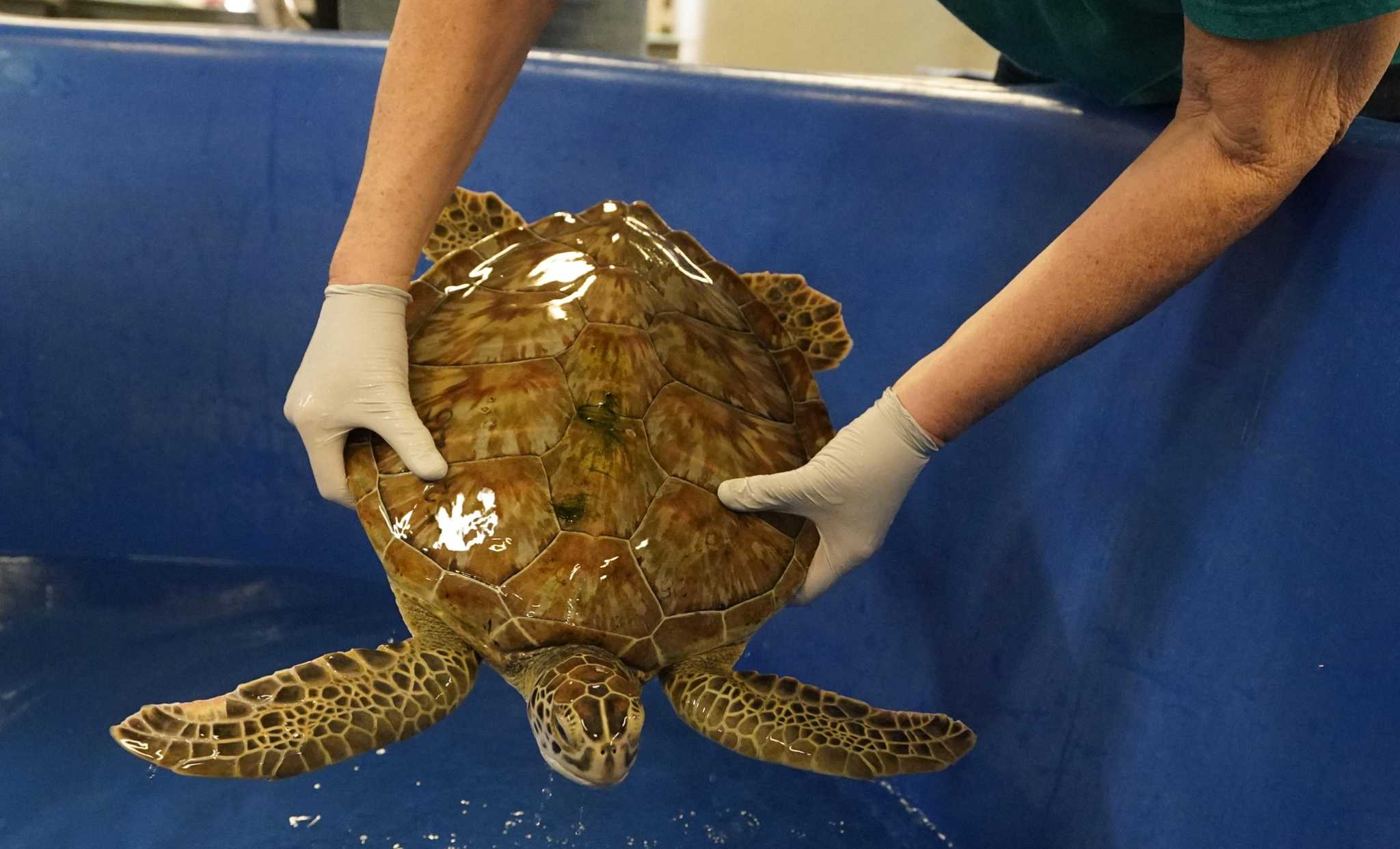 Alligator snapping turtles seized in illegal trafficking released