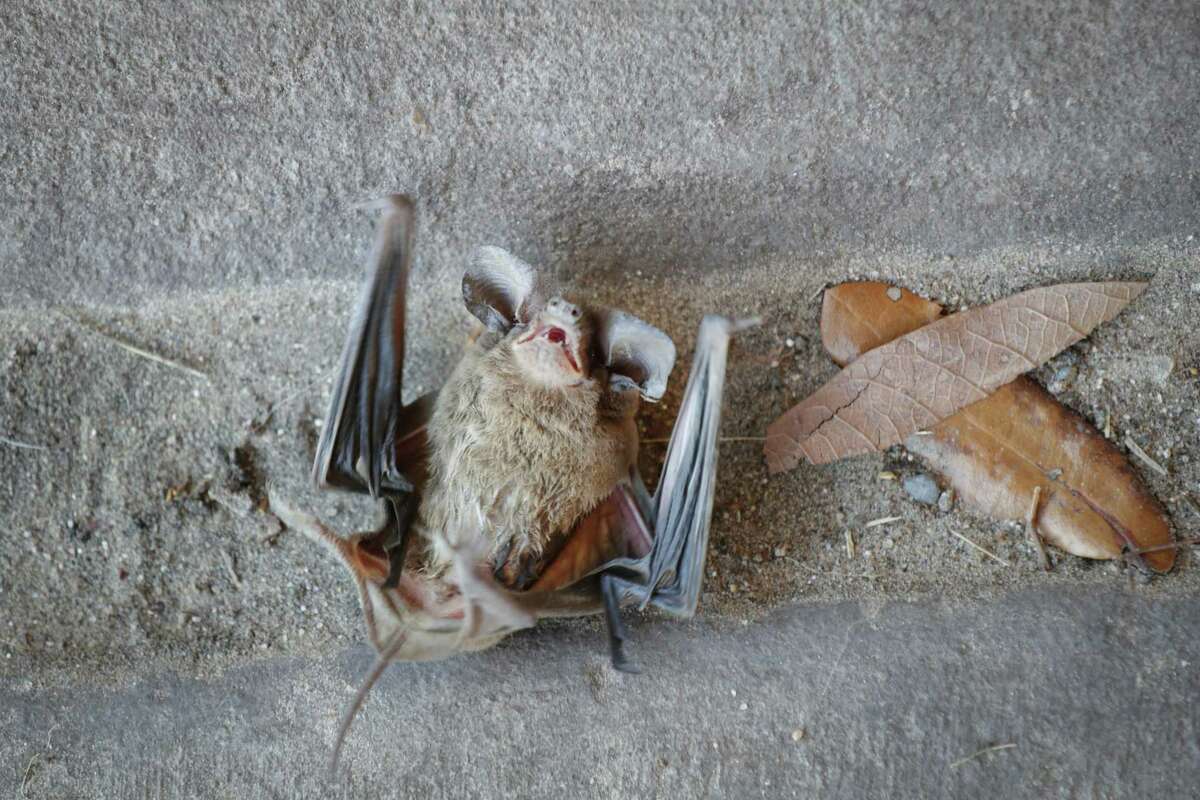 Freeze kills off many of Houston’s Waugh Bridge bats