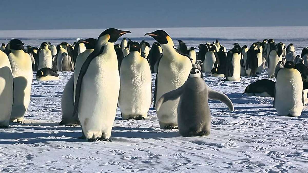 Tensions rise in "March of the Penguins" as participants of the planned journey realize they all wore the same outfits.