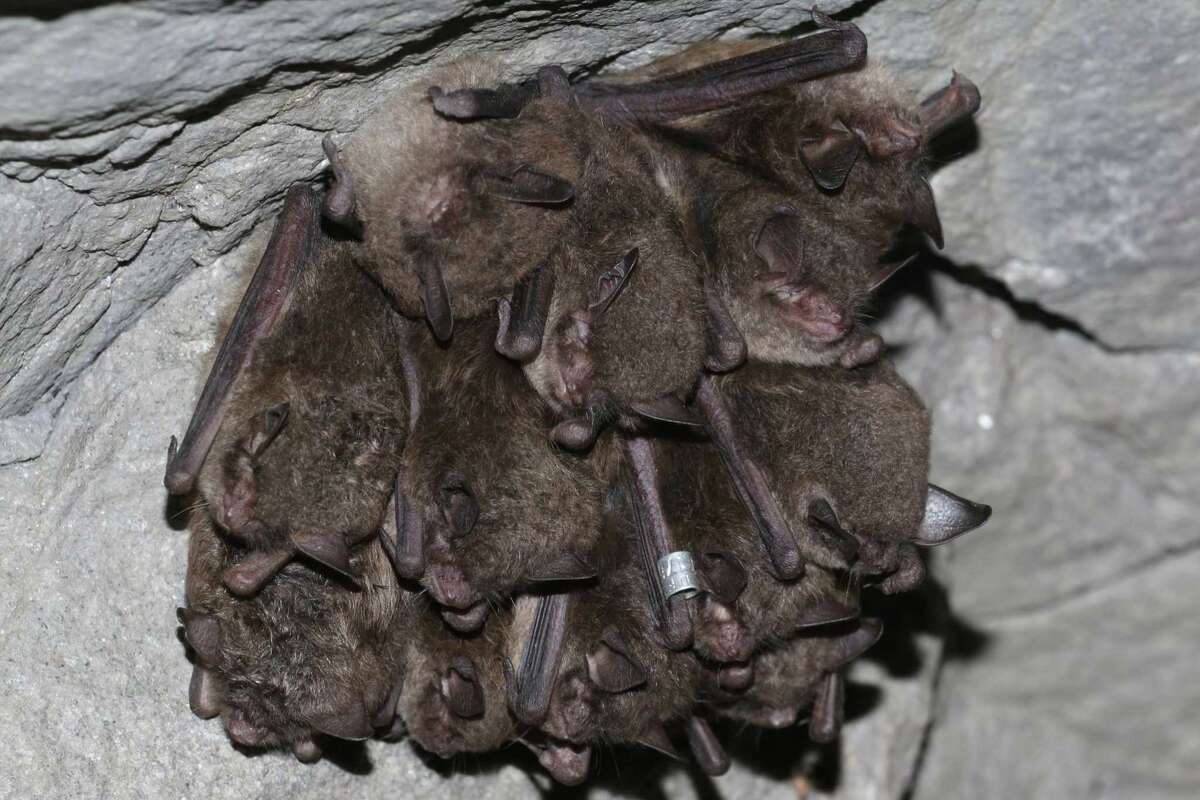 A cluster of Indiana bats, one with a numbered metal band on its forearm. Researchers use this method to recognize individuals as an aid in their studies.