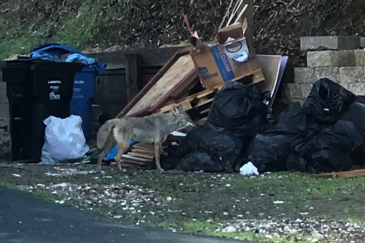 A Moraga resident photographed a coyote in a location that he said was a block from where a 3-year-old girl was bitten Feb. 16, 2021. The animal was more interested in the garbage placed outside a home than him, he said.