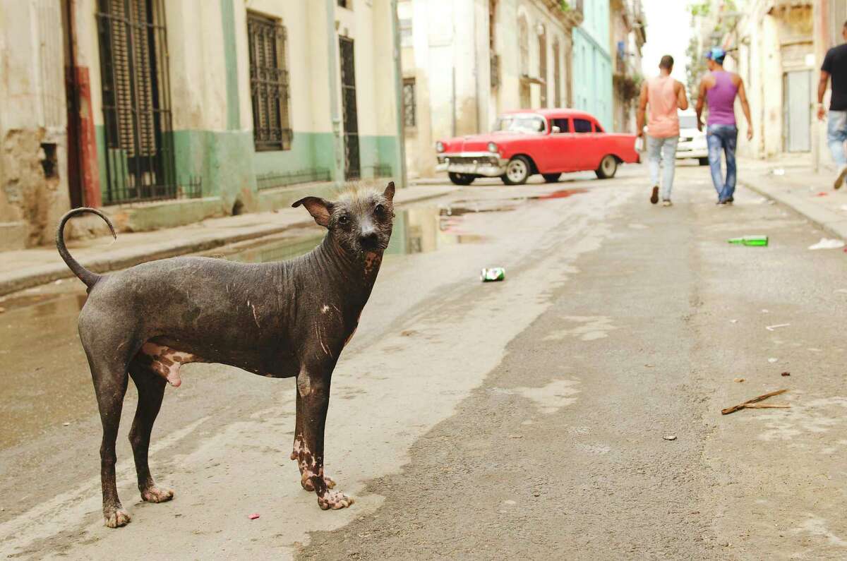 The chupacabra lives on in San Antonio’s Latino lore, like our Bigfoot