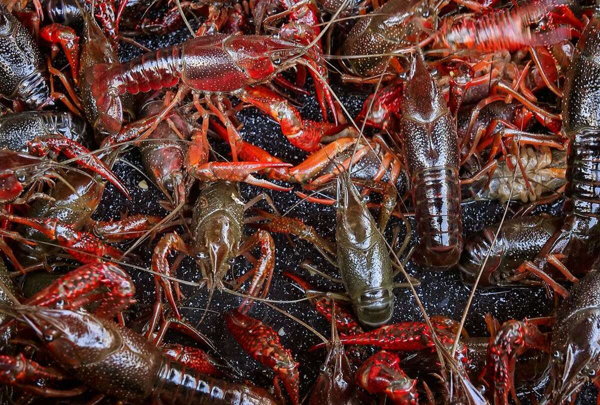 The crawfish season in Texas, explained