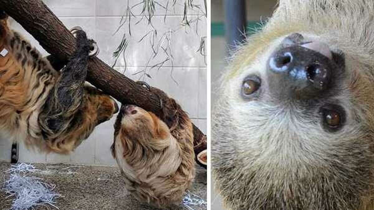 Baby on board: Cincinnati Zoo's sloth couple is expecting