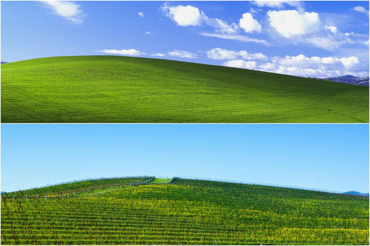 "Bliss" hill, located in Sonoma, Calif. off Hwy 12, is the subject of one of the world's most viewed photos: Windows XP's default desktop wallpaper (above). Today, the hill is covered in vineyard rows (below).