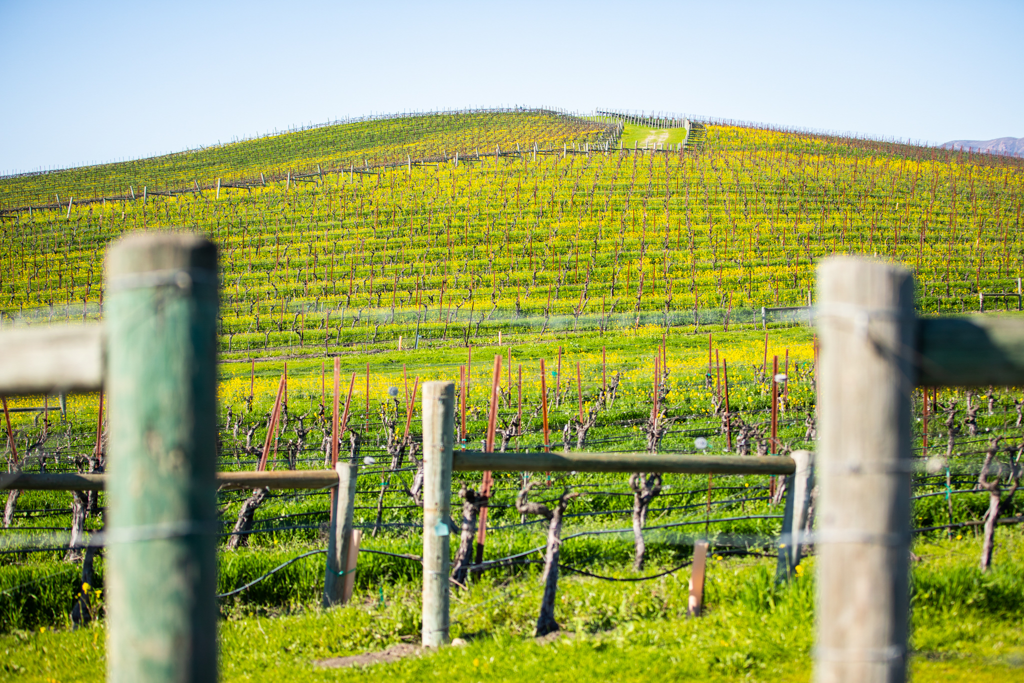 The Story Behind the World's Most Viewed Photo, the Windows XP 'Bliss'  Wallpaper | PetaPixel