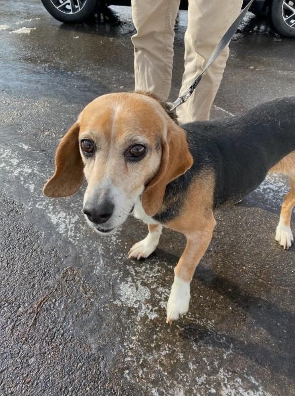 Hamden police: 'Emaciated' dog abandoned - Vimarsana News
