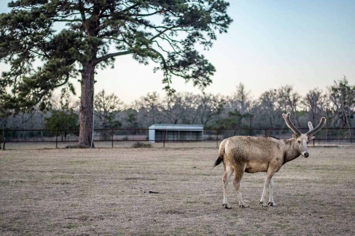 A Père David's deer on Valkyrie Ranch in Texas survived last week's freezing temperatures.