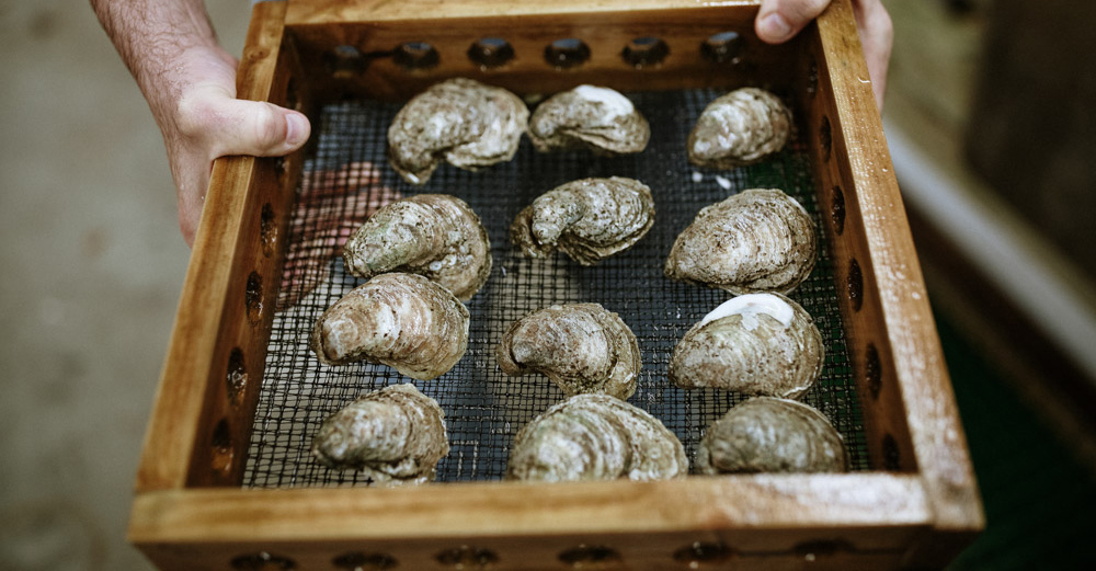 Pioneers Of Texas Oyster Farming Industry Embrace The Challenges