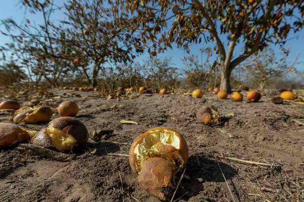 Freeze-damaged citrus fruit lies on the ground Wednesday, Feb. 24, 2021, near Lasara in Willacy County. An estimated $300 million in citrus fruit has been destroyed due to last week's state-wide, multi-day deep freeze. Final damage totals will come once farmers can determine how much damage their trees received and how many can be saved.