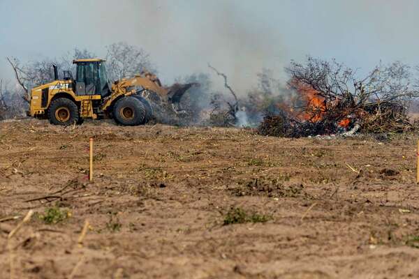 Citrus trees are burned Wednesday, Feb. 24, 2021, near Hargill in Hidalgo County. An estimated $300 million in citrus fruit has been destroyed due to last week's state-wide, multi-day deep freeze.