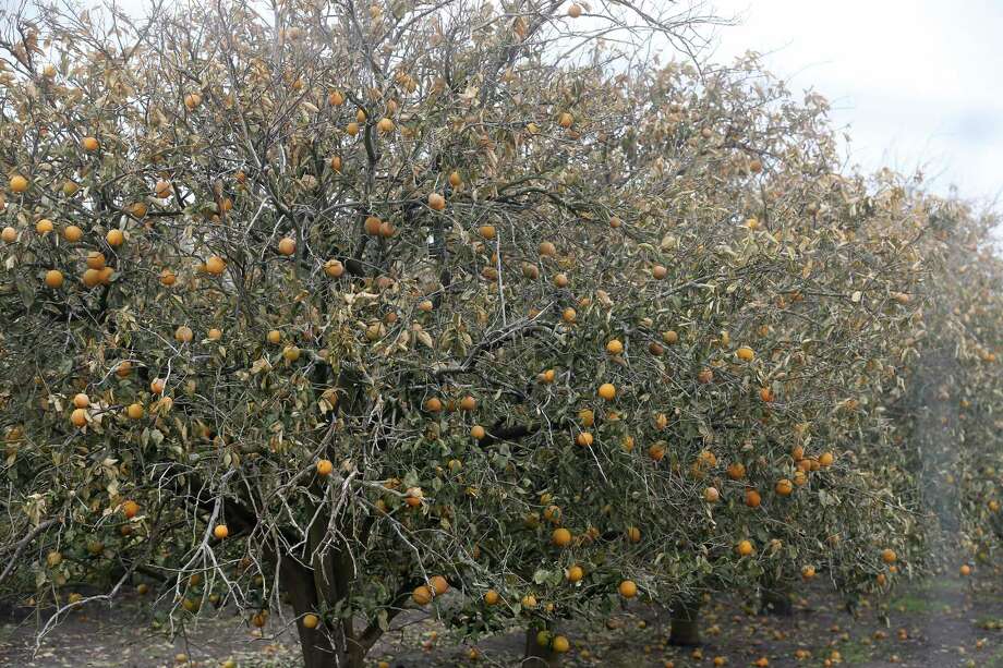 Orange trees show freeze damages at an orchard northeast of Hargill, Texas, Tuesday, Feb. 23, 20201. Crops throughout the Rio Grande Valley sustained widespread damage due to the recent low temperatures. Farmers were still assessing the damage. Photo: Jerry Lara, Staff / San Antonio Express-News / **MANDATORY CREDIT FOR PHOTOG AND SAN ANTONIO EXPRESS-NEWS/NO SALES/MAGS OUT/TV   © 2019 San Antonio Express-News