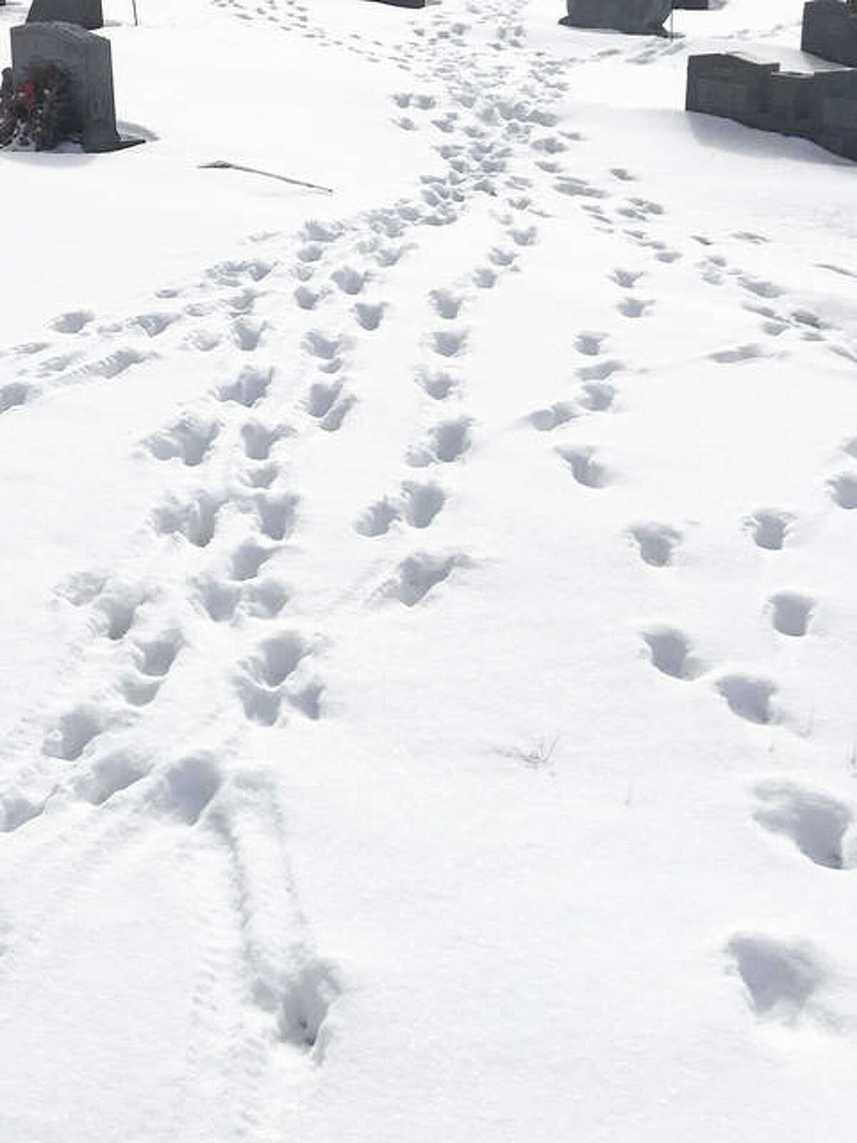 FILE - Animal tracks left in the snow at Upper Alton Cemetery. 