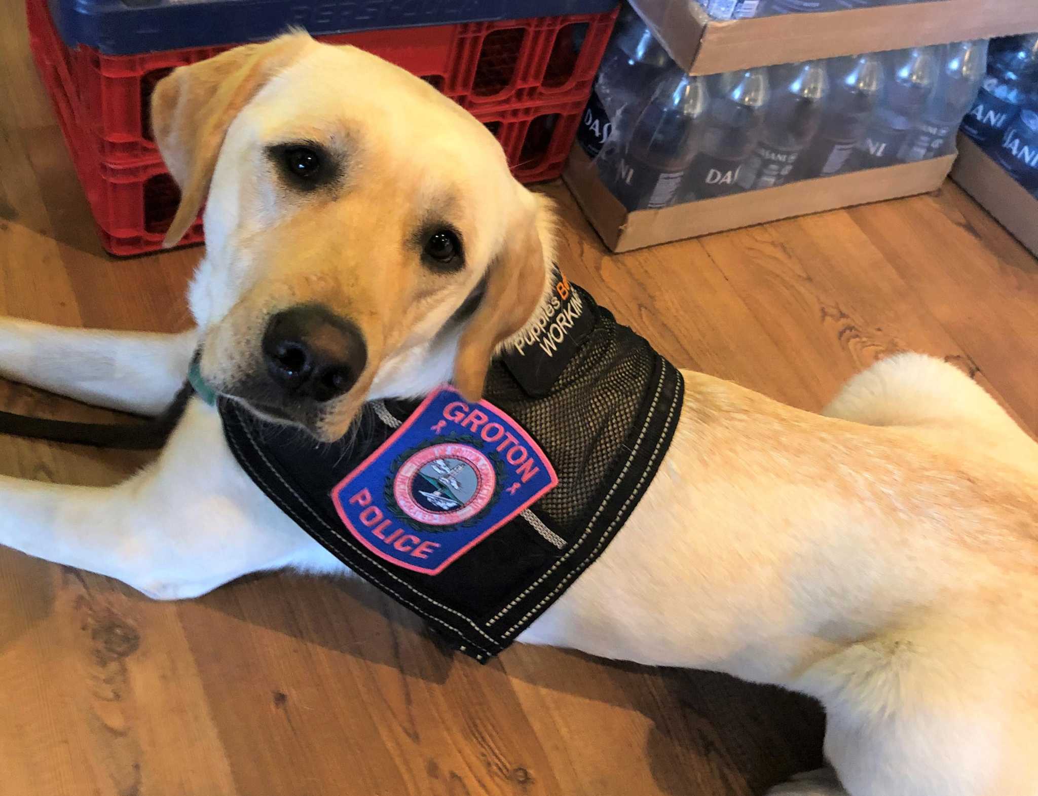 Middletown officer hoping for approval of donated crisis therapy dog - Vimarsana News