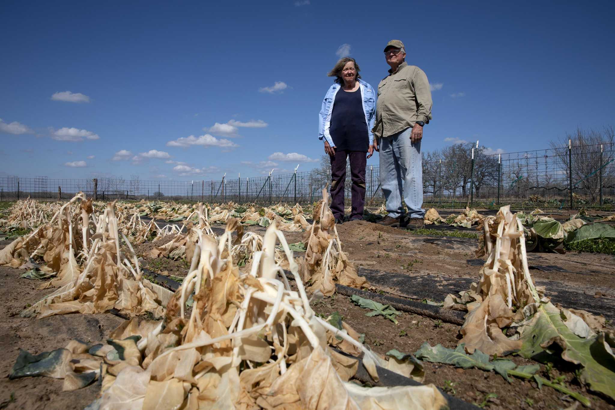 All shades of dead brown.' Freeze pummeled Rio Grande Valley