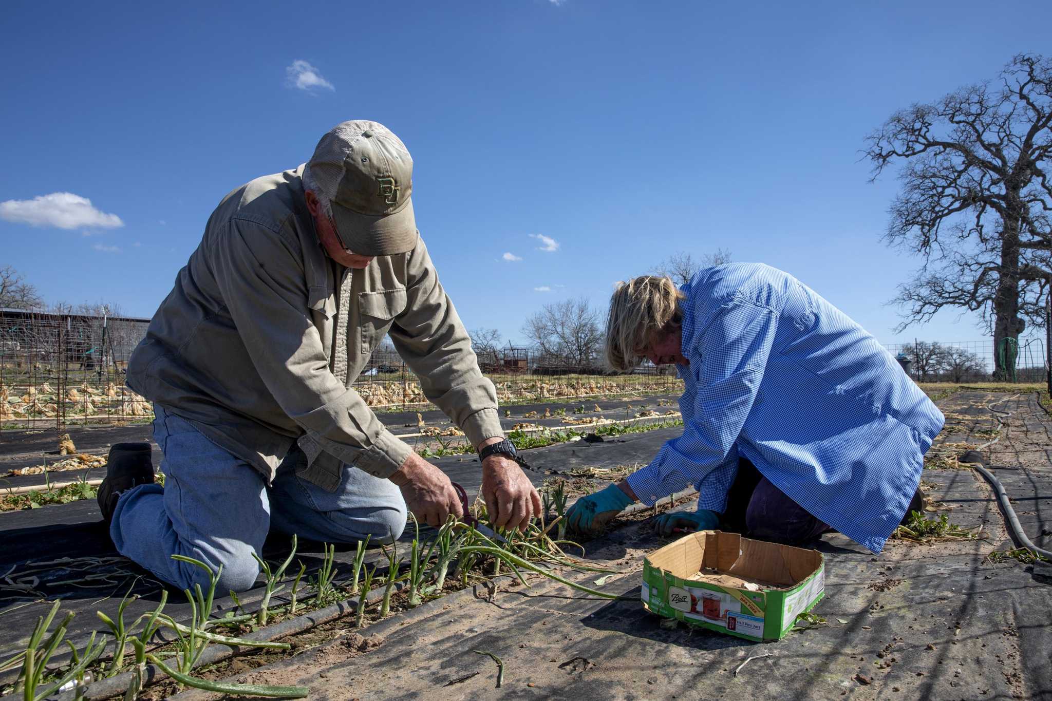 San Antonio's small farmers and ranchers say polar vortex killed most crops, lots of livestock - Vimarsana News