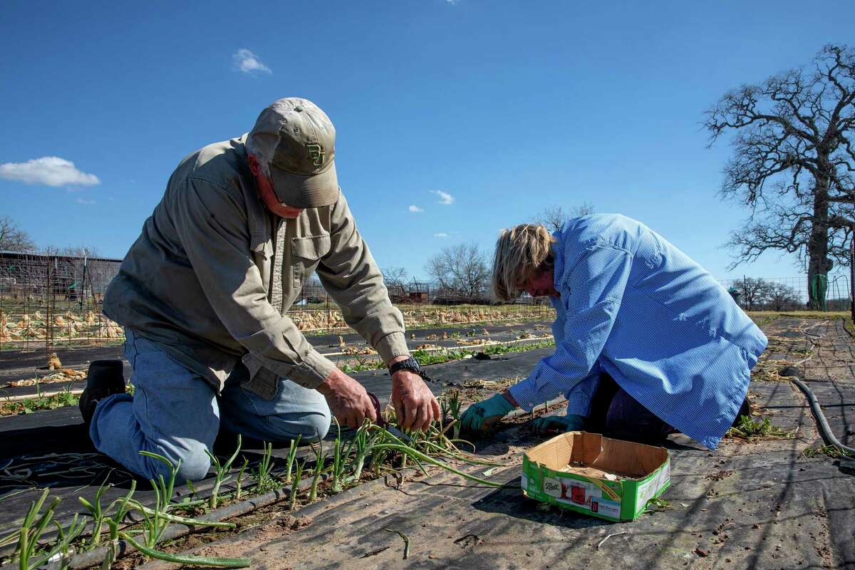 Larry and Linda Starnes hope that by cutting off the dead parts of the green onions they can salvage some of their produce they grow on a small family farm near San Antonio. Their crops died in the cold weather of mid-February's winter storm.