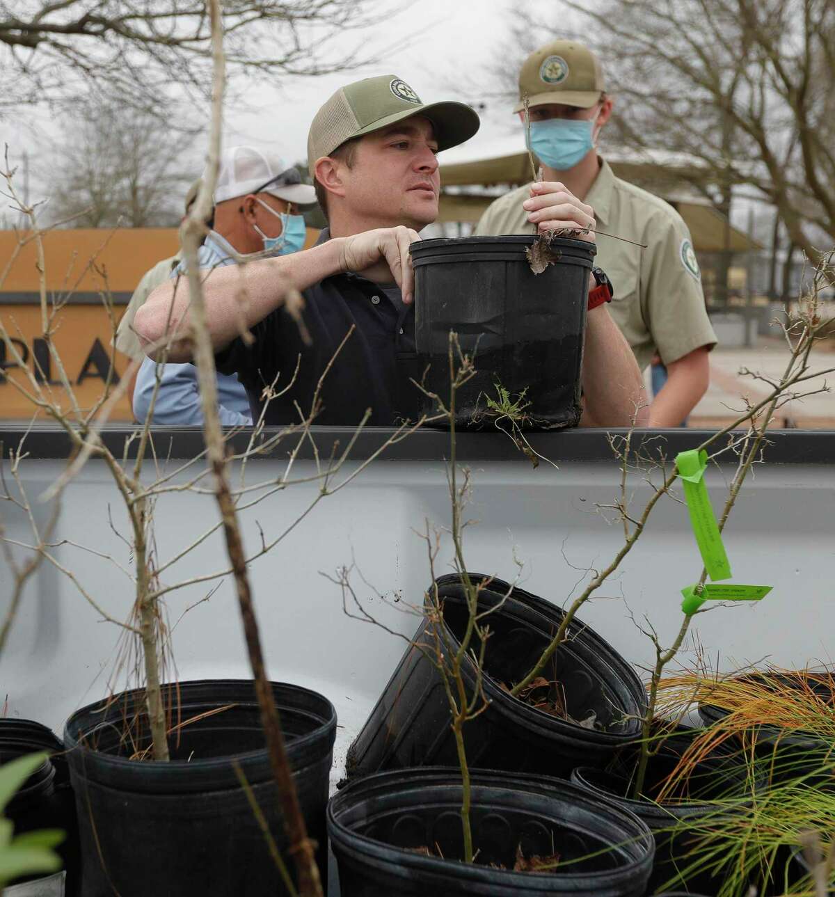 1,000 trees given away in Conroe