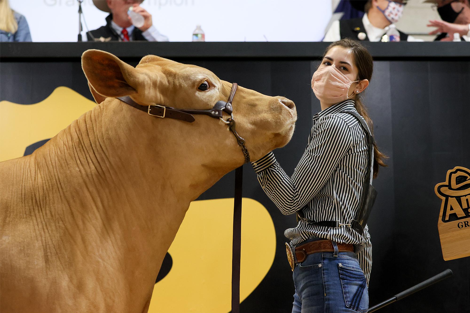 Junior Market Steer Auction an invitation only event this year to follow City of San Antonio's pandemic safety protocols - Vimarsana News