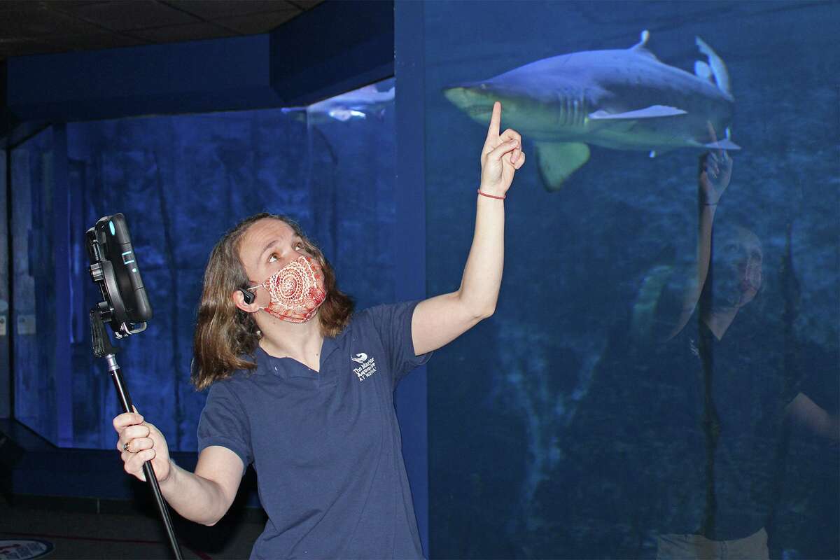 Maritime Aquarium educator Bridget Cervero presents the aquarium's sand tiger sharks to a virtual class in Turkey.