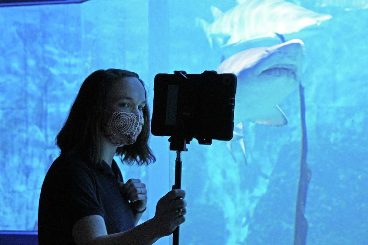 Maritime Aquarium educator Bridget Cervero presents the aquarium's sand tiger sharks to a virtual class in Turkey.