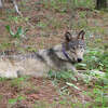 A photo of OR-93, a gray wolf seen in California, shared by the state's Department of Fish and Wildlife in February 2021.