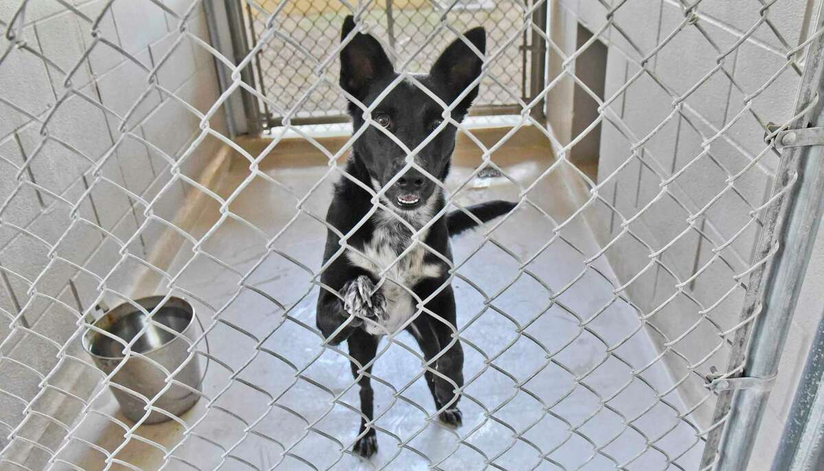 A dog waits to be adopted at Laredo Animal Care Services on Aug. 18, 2018 during the Clear the Shelters Pet Adoption event.