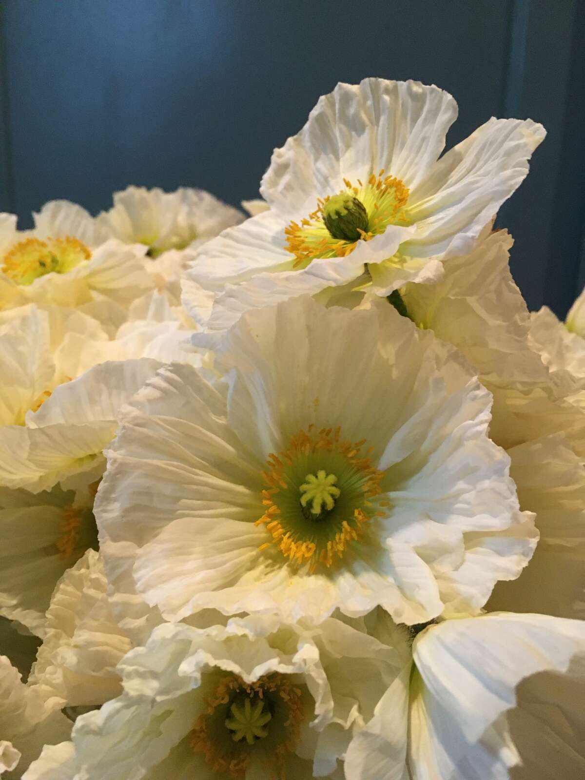 Bear Creek Farm offers different flowers at different times of the spring and summer, including tall poppies.