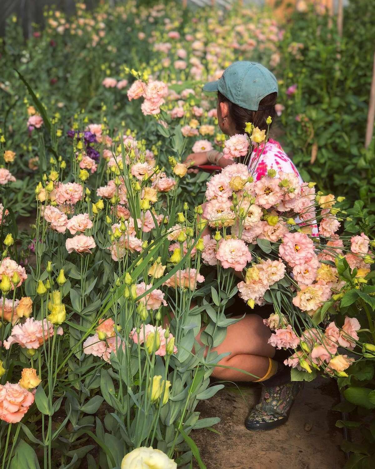 Lisianthus growing at Tiny Hearts Farm in Copake, NY.