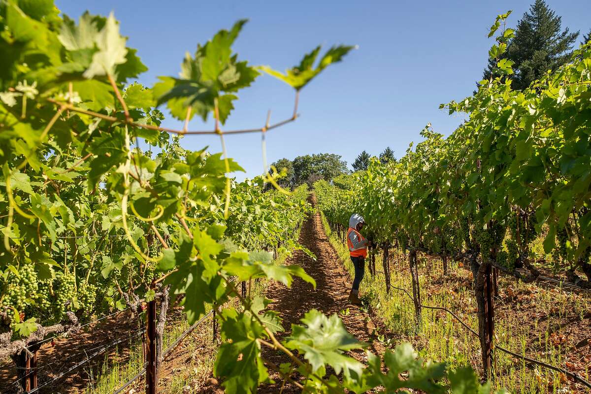 A vineyard worker in Glen Ellen cares for vines in July. Farmworkers have been among the populations hardest hit by the coronavirus.
