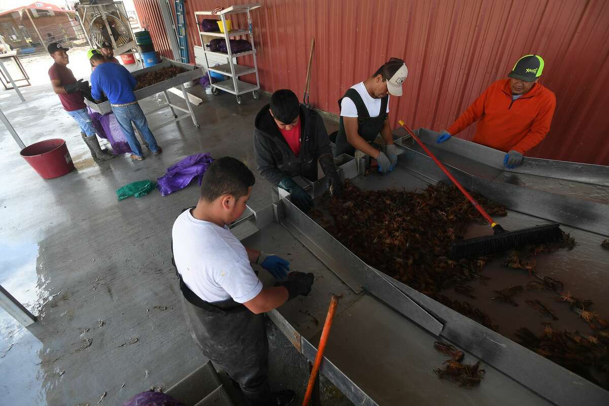 Winter freeze deals blow to crawfish farmers