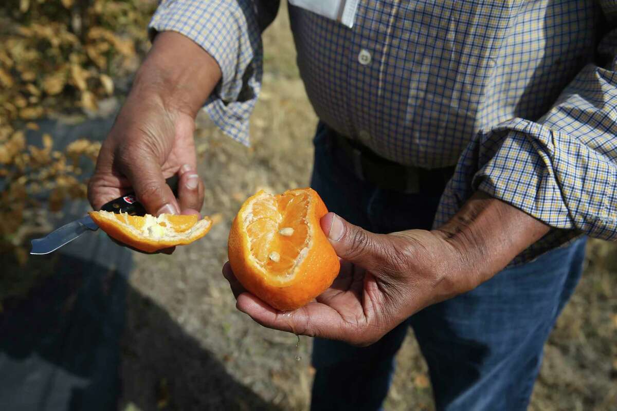 Mani Skaria, founder and CEO of U.S. Citrus, checks out damage done to W. Murcott mandarins at his farm in Hargill, Texas, Feb. 23.