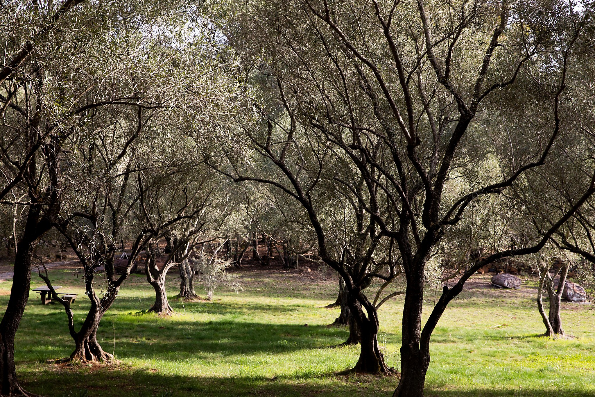 An ambitious new crop of California olive oil artisans is going all-in on creative, flavorful versions - Vimarsana News