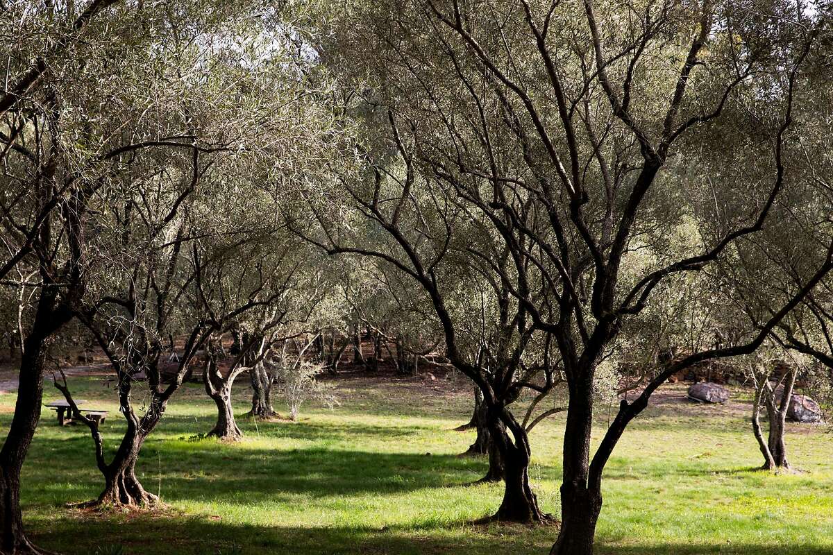 Olive trees are illuminated by the morning light on one of Grove 45's olive groves in St. Helena
