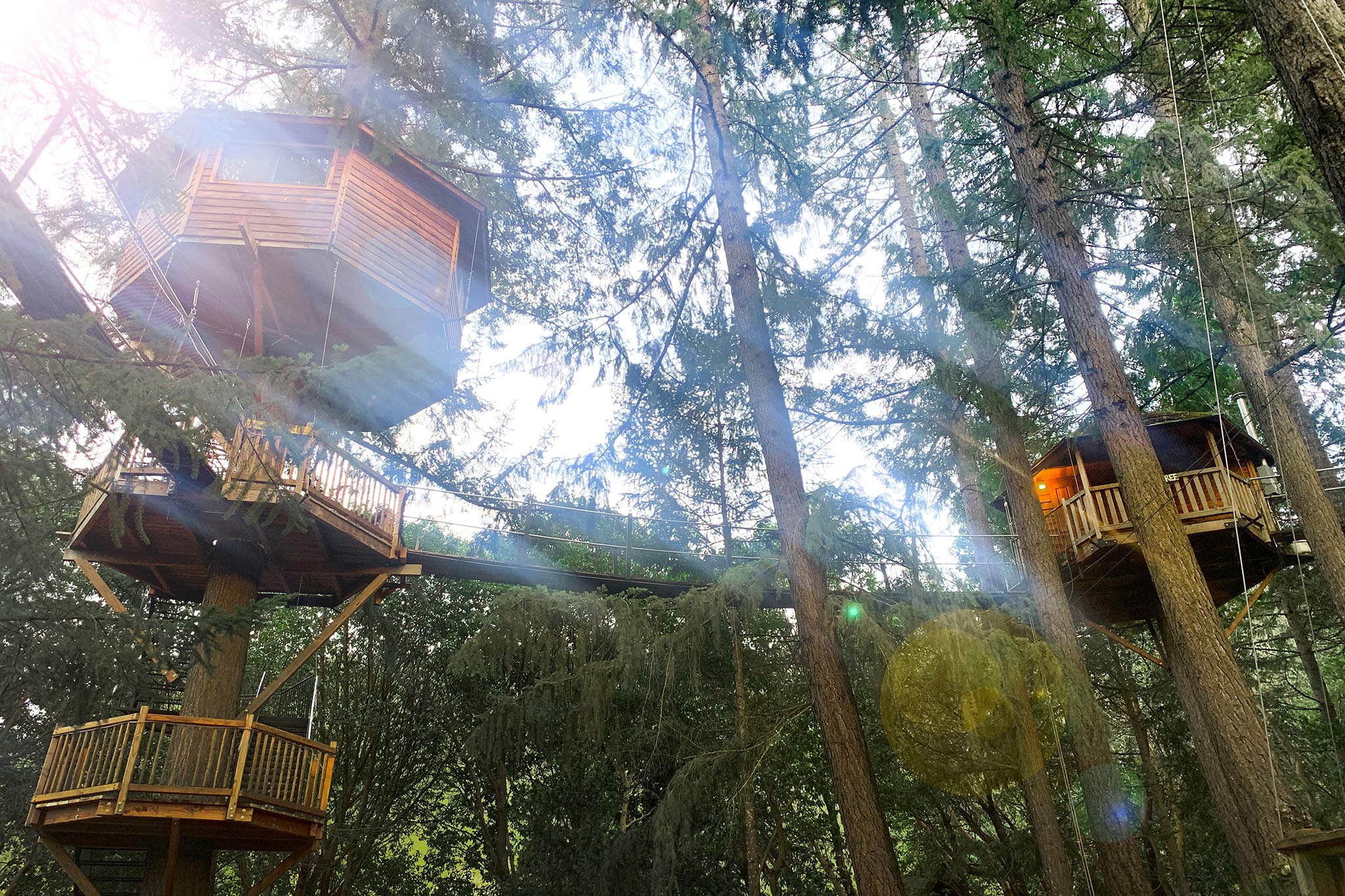 I stayed in a tree house resort along the California-Oregon border, my first 'vacation' in 11 months - Vimarsana News