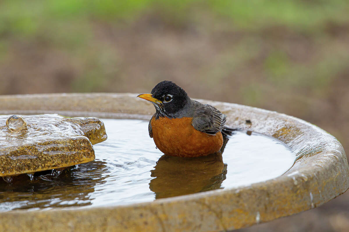 Birds, like this American robin, handle the summer heat with the help of birdbaths and shade. Photo Credit: Kathy Adams Clark Restricted use.