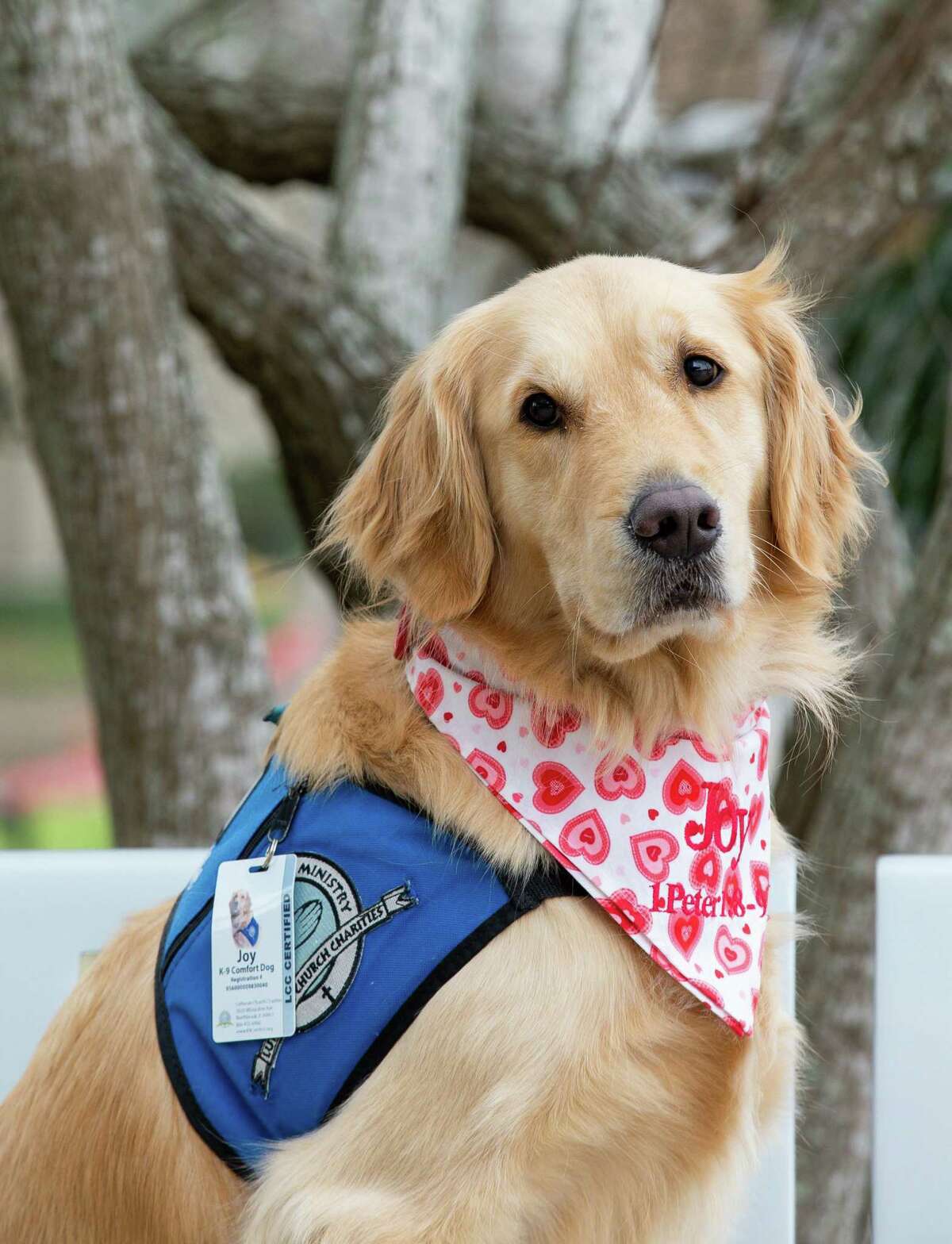 Joy the Comfort Dog, with Lutheran K-9 Ministry, poses for a photograph at HCA Healthcare Clear Lake on Monday, Feb. 8, 2021, in Webster, Texas.