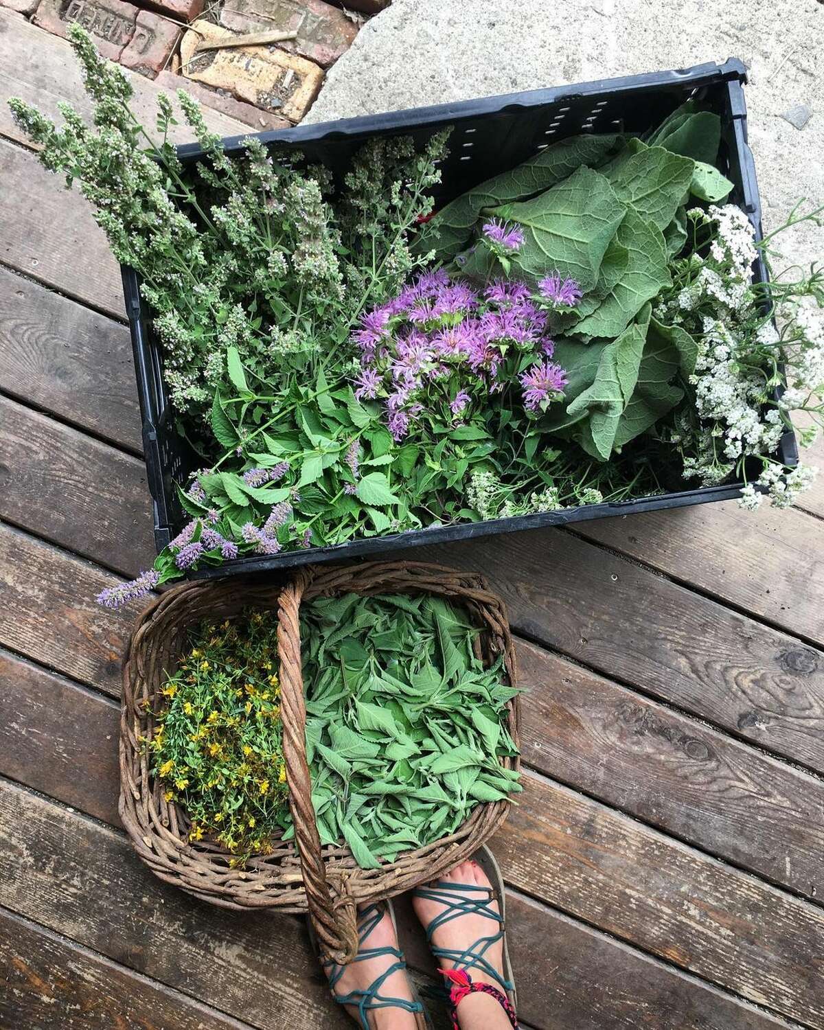 The CSA offering from Deer Creek Herbs in Accord includes bunches of medicinal herbs and four workshops.