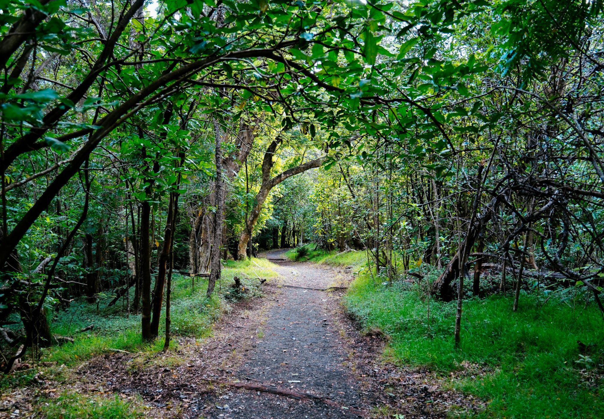 Inside Kipukapuaulu, the magical hike through one of Hawaii's 'forest of the gods' - Vimarsana News