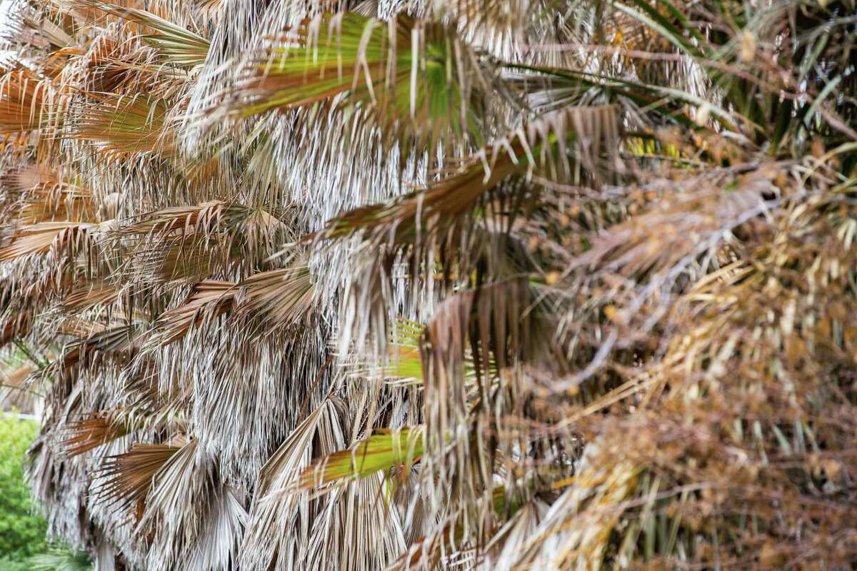 Galveston S Iconic Palm Trees Struggling To Survive After Deadly Freeze