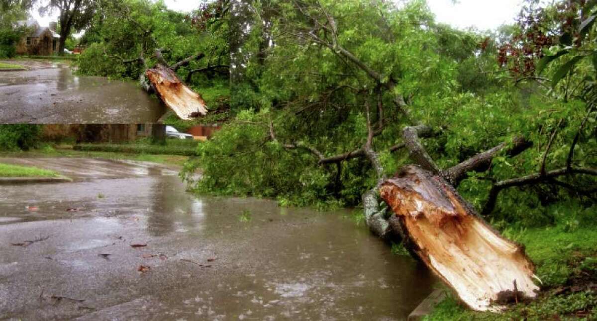 A tree branch broken from its trunk by Tropical Storm Hermine lies on its namesake, Hermine Boulevard, in San Antonio, Sept. 7, 2010.
