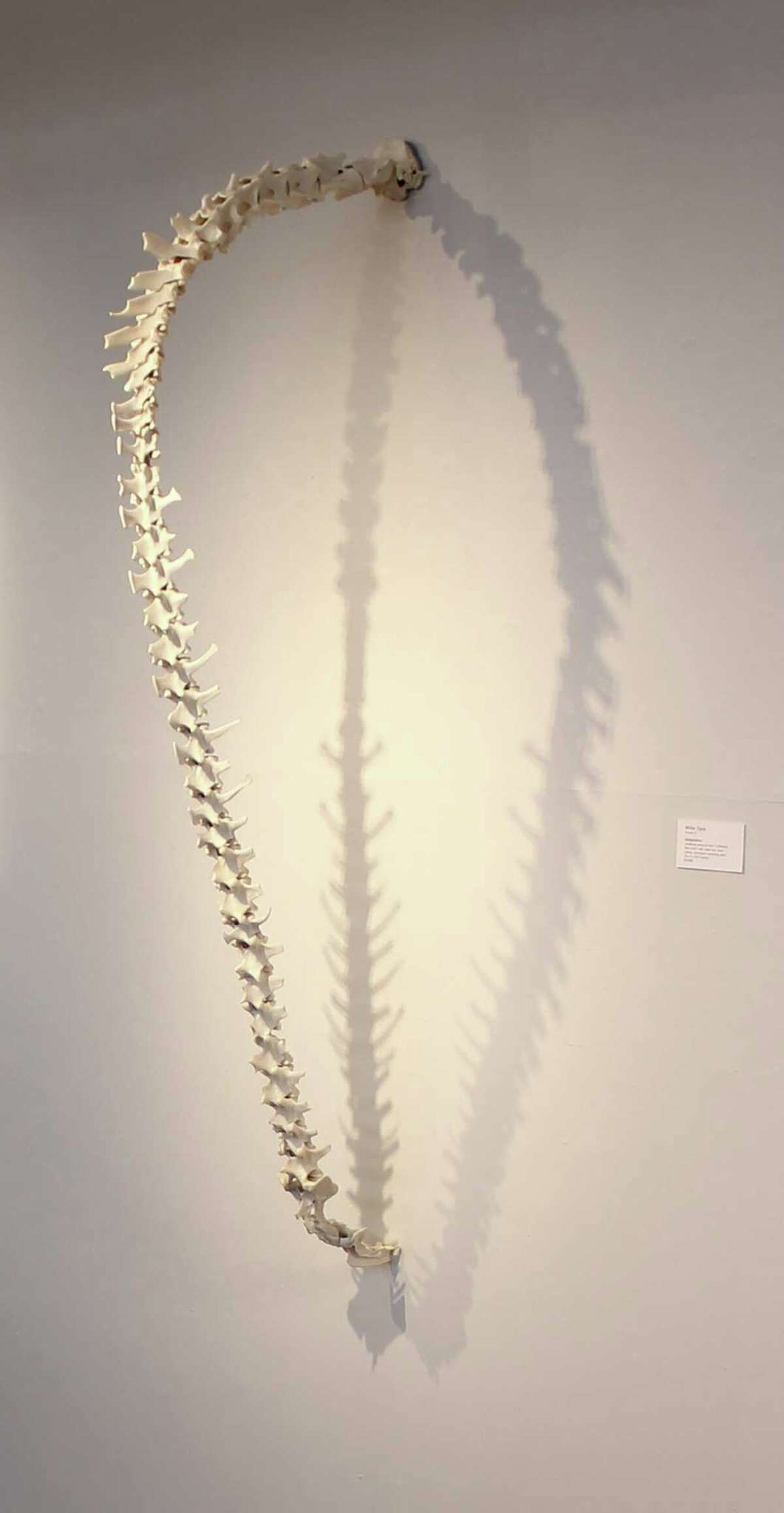 "Adaptation" is constructed from an amalgam of vertebrae from three deer and a calf.
