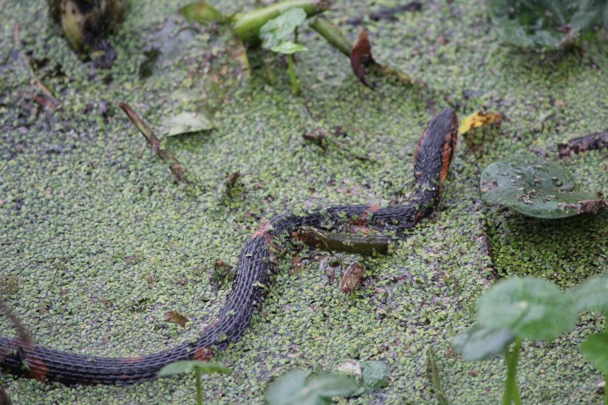 On Feb. 28, Sugarland resident Jo Schneeweiss-Keene said she also saw a broad-banded water snake at Brazos Bend
