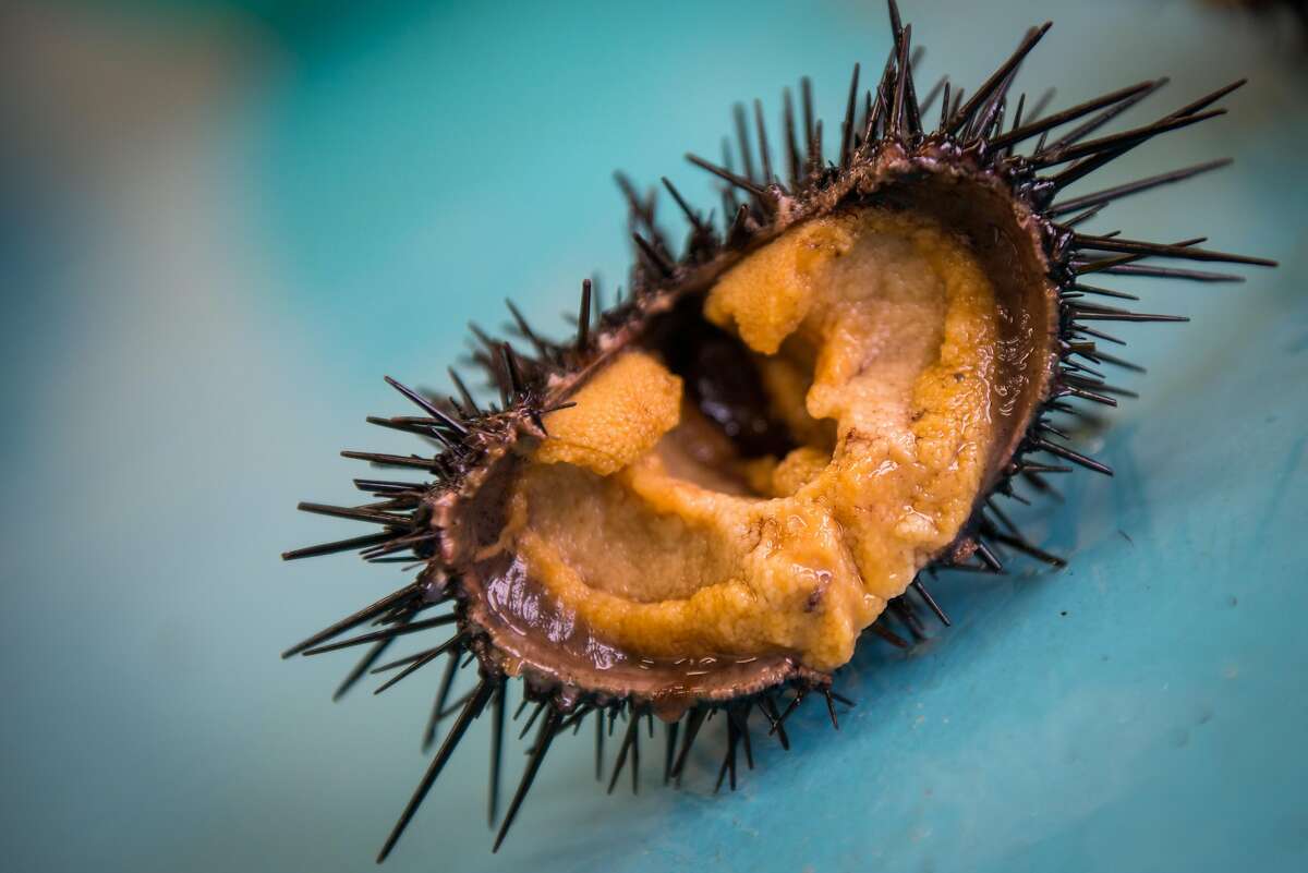 Farmed sea urchin from the Norwegian company Urchinomics, which opens a sea urchin 