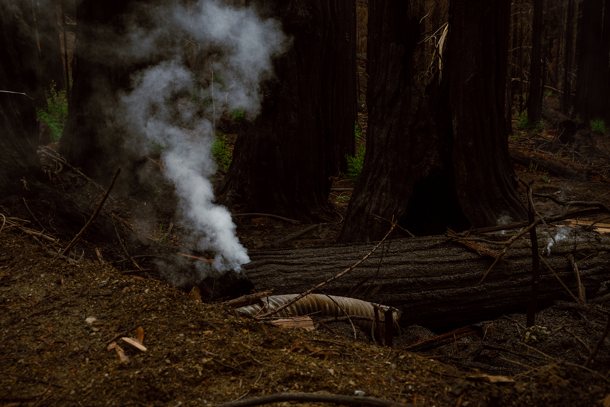 More than six months after the fire started, Big Basin is still burning - Vimarsana News