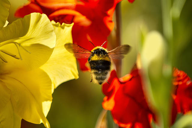 Commentary: EarthTalk by Roddy Scheer and Doug Moss — Bumblebees must be protected - Vimarsana News