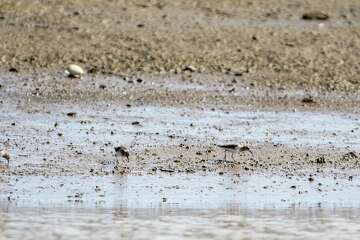 How a Bay Area marsh was saved from a $1 billion housing project