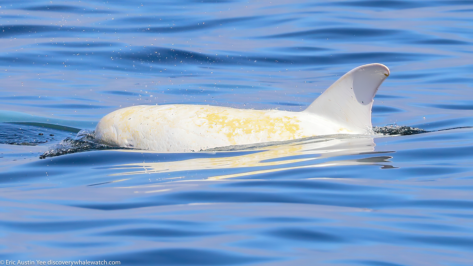 'Everyone likes to see Casper': Lucky whale watchers spot snow-white dolphin in Monterey Bay - Vimarsana News